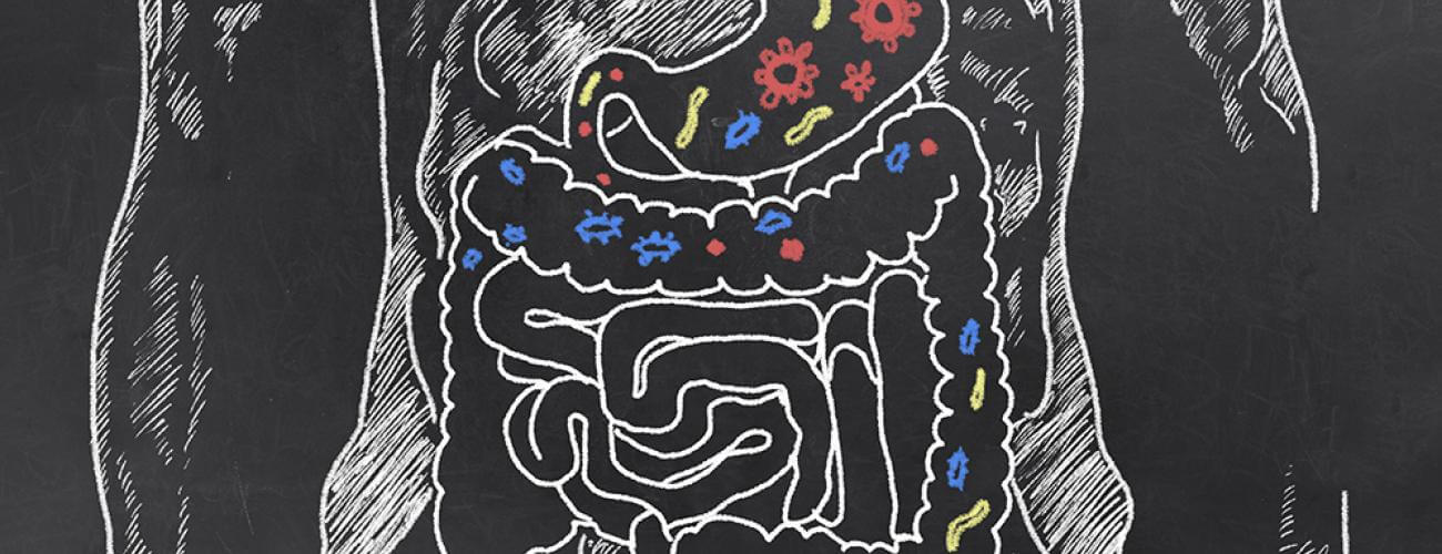 digestive system graphic